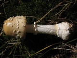 Amanita multisquamosa image