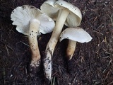 Tricholoma saponaceum image