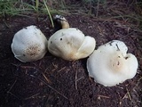 Tricholoma saponaceum image