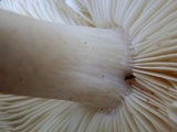 Tricholoma saponaceum image