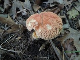 Xerocomus hortonii image