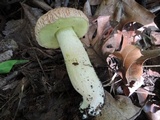 Xerocomus hortonii image