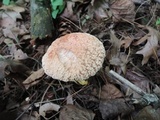 Xerocomus hortonii image