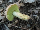 Xerocomus hortonii image