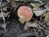 Xerocomus hortonii image