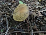Leccinum luteum image