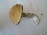 Leccinum luteum image