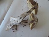 Leccinum luteum image