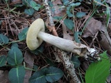 Leccinum luteum image
