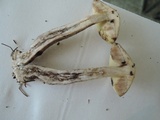 Leccinum luteum image