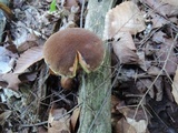 Boletellus chrysenteroides image