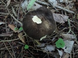 Retiboletus fuscus image