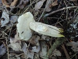 Retiboletus fuscus image