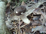Retiboletus fuscus image