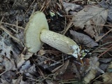 Retiboletus fuscus image