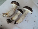 Retiboletus fuscus image