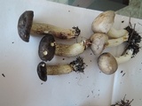 Retiboletus fuscus image