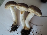 Retiboletus fuscus image