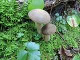 Retiboletus fuscus image