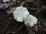 Entoloma albidum image