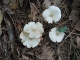 Entoloma albidum image