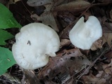 Entoloma albidum image