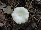 Entoloma albidum image