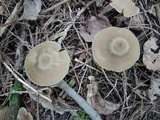 Entoloma rhodopolium image