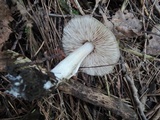 Entoloma rhodopolium image