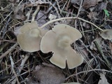 Entoloma rhodopolium image