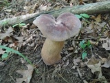 Tylopilus rubrobrunneus image
