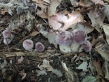 Tylopilus rubrobrunneus image