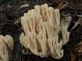 Ramaria acrisiccescens image