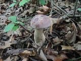 Tylopilus rubrobrunneus image