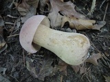 Tylopilus rubrobrunneus image