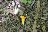 Cantharellus lateritius image