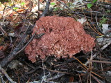 Ramaria botrytis image