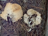 Cantharocybe gruberi image