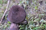 Tylopilus alboater image