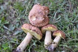 Xerocomus hortonii image