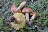 Xerocomus hortonii image