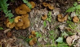 Boletinellus merulioides image