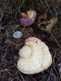 Ganoderma meredithiae image