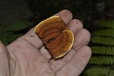 Gloeophyllum sepiarium image