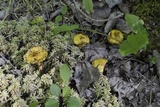 Suillus americanus image