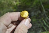 Suillus americanus image