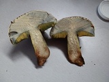 Boletus vermiculosoides image