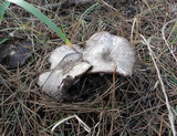 Agaricus moelleri image