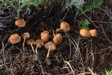 Marasmius oreades image
