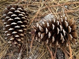 Alessioporus rubriflavus image